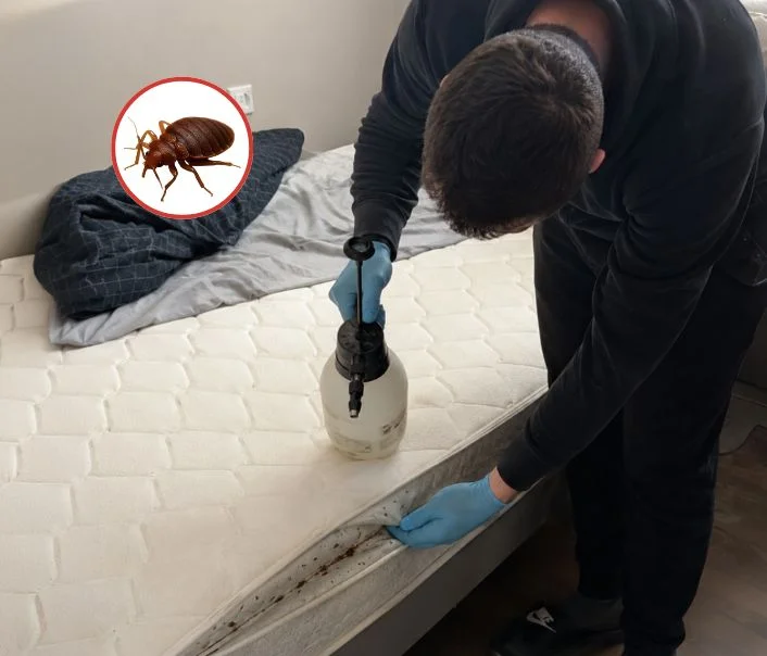 Technicien traitant un matelas contre les punaises de lit à Favières